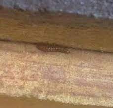 Finding little bugs and worms in your cabinets can be unexpected and unpleasant, especially when in or around food. Worms Or Larvae In Kitchen Drawers And On Counters All About Worms