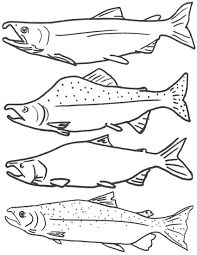Free Coloring Page Of Salmon Fish Free Printable Fish Coloring Pages For Kids Fish Coloring Page Free Coloring Pages Salmon Drawing