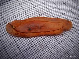 Image result for Newtonia