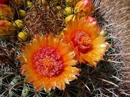 Spring cactus blooms make up for the ruggedness and spikiness of cacti. Cactus And Cactus Flowers Photos From Phoenix Arizona
