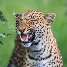 When your cat has a flehmen response, he smells something he likes and he wants to further a cat will open his mouth when he smells something good to allow the scent to reach high into the roof. Cat Flehmen Response Flehmenresponse Twitter