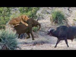 Buffaloes Rescue Baby Elephant From Lions Youtube