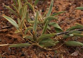 Image result for Dicoma