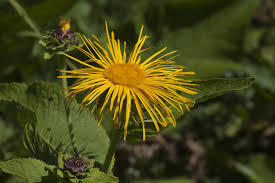 Image result for Inula mannii