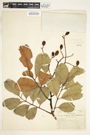 Image result for Klainedoxa