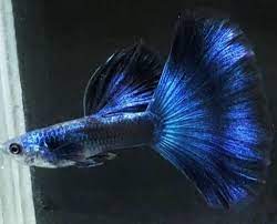 Pin On Guppy Fish
