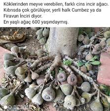 Guzel Soz Panosundaki Pin