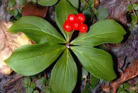 Image result for Cornaceae