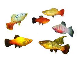 livebearers guppies mollies platy swordtails endlers