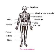 Compact bone diagram spongy bone. Chapter 12 Movement And Locomotion Concise Selina Biology Part I Solutions For Class 9 Biology Icse Topperlearning