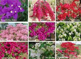 Image result for Bougainvillea sp. cultivar
