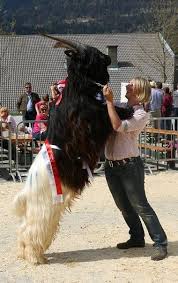Valais Blackneck Switzerland Unusual Animals Animals Wild Animals Beautiful