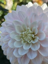 White Swan — Duralia Dahlia Farm