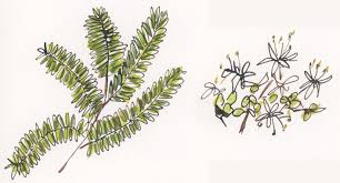 Image result for Tessmannia