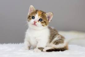 The best selection of munchkin kittens for sale. Munchkin Cats Munchkineris Cattery Home Facebook