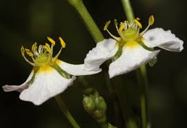 Image result for Alismataceae