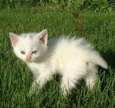 Untuk anda yang penyayang binatang seperti kucing saya punya beberapa koleksi wallpaper kucing yang lucu dengan kualitas tinggi atau hd. 11 Lucu Kucing Imut Ideas Kittens Cutest Cute Cats Kittens