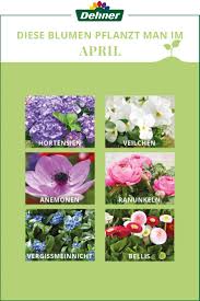 Diese Blumen Pflanzt Man Im April Balkon Pflanzen Blumen Pflanzen Pflanzen