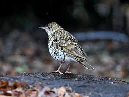 Image result for トラツグミ