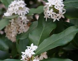 Image result for Acokanthera oblongifolia