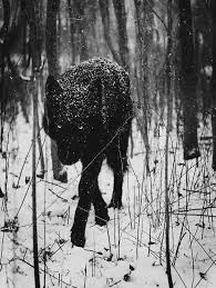 Black And White Woods Picture Timeline Photos The Big Brotherhood Of The Wolfs Facebook Animals Animals Wild Animals Beautiful