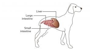 Depending on the type, all may not be lost. Liver Cancer In Dogs What You Need To Know Golden Retriever Club