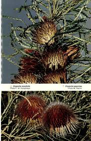 Image result for Rhynchotropis marginata