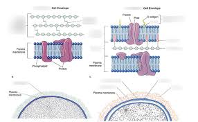 gram negative gram positive differences diagram quizlet