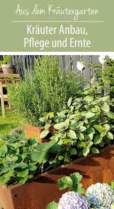 Krauter Anbau Pflege Und Ernte Gruneliebe De Garten Pflanzen Pflanzen Pflege Salbei Pflanzen