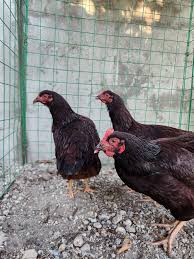 Aaron Heritage Backyard added a...