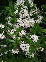 Image result for Pavetta uniflora