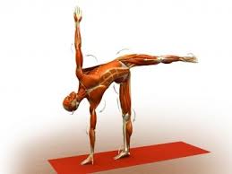 Interconnections Of Ardha Chandrasana Half Moon Pose Gaiamtv Yoga Anatomy Yoga Poses Basic Yoga