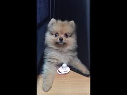 Pomeranian Irki Bakimi Ve Temizligi Irem Taspinar Youtube