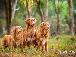 Image result for nova scotia duck tolling retrívr