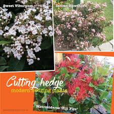 Screening plants provide privacy in summer & light in winter, while blocking wind & noise. Modern Fast Growing Plants For Hedges And Screening About The Garden Magazine