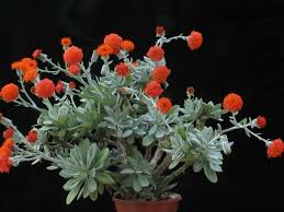 Image result for Kleinia grantii