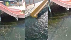 Punya Banyak Kenangan Cerita Lengkap Viral Kolam Renang Beralih Fungsi Untuk Ternak Lele Di Bogor Tribun Jakarta