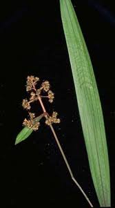 Image result for Hypolytrum