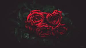 Find videos of dark background. 374260 Roses Drops Buds Dark Background 4k Wallpaper Mocah Hd Wallpapers