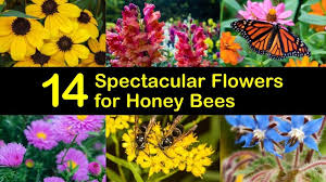 Direct sow outside after the. 14 Spectacular Flowers For Honey Bees