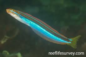 Image result for Blepharis buchneri