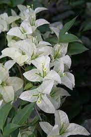 The bougainvillea plant can be grown in small pots or hanging baskets or in ground as a hedge or a bush or a vine that can be climbed up a trellis or vertically on a wall to have a colorful display of its. Chicago Botanic Garden Bougainvillea Showy Flowers Moon Garden
