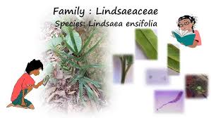 Image result for Lindsaea ensifolia