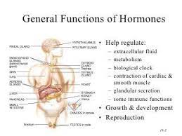 To Find The Lecture Notes For Lecture 10 Endocrine System Endocrine System Endocrine Endocrine System Nursing