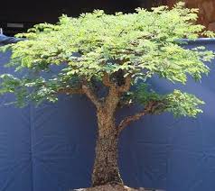Image result for Commiphora caerulea