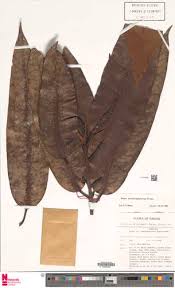 Image result for Ficus pseudomangifera