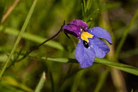 Image result for Monopsis decipiens