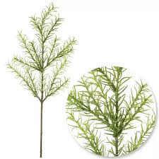 Image result for Melaleuca bracteata