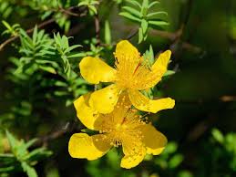 Check spelling or type a new query. Hypericum Revolutum Curry Bush Flower Identification Small Trees Planting Flowers
