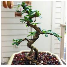 Serba Serbi Bonsai Serut Tanaman Yang Sempurna Untuk Pemula Bukareview